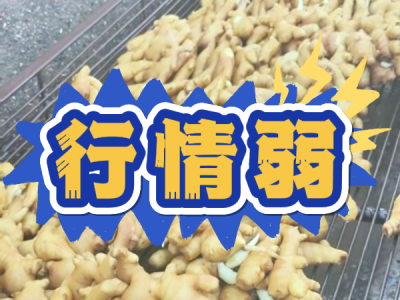 9月18日 生姜价格行情（行情弱） ()