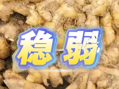 9月18日 安丘黑埠子（稳弱） ()