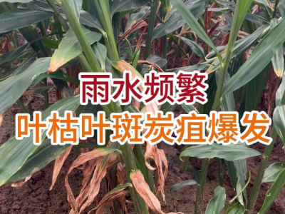 雨水频繁叶桔、叶斑、炭直爆发 ()