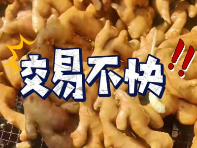 9月19日 生姜价格行情（交易不快） ()