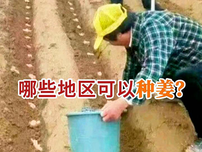 哪些地区可以种姜？ ()