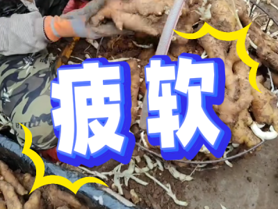 9月20日 安丘黑埠子（疲软） ()