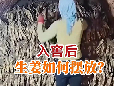 入窖后生姜如何摆放？ ()