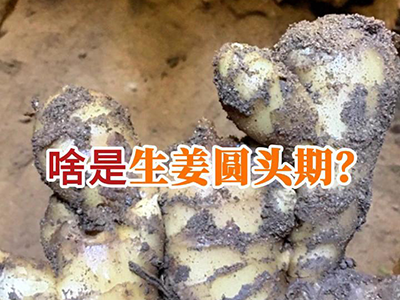 啥是生姜圆头期？ ()