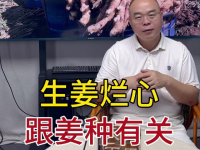 生姜烂心跟姜种有关 ()