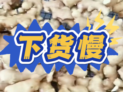 9月22日 生姜价格行情（下货慢） ()