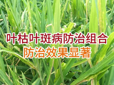 叶枯叶斑病防治组合防治效果显著 ()