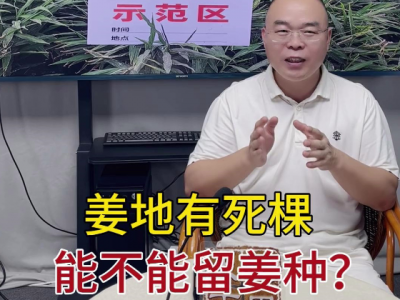 姜地有死棵能不能留姜种？ ()