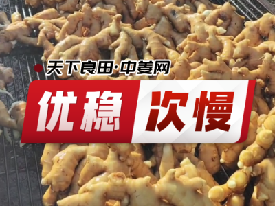 9月23日 生姜价格行情（优稳次慢） ()