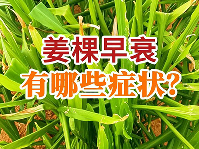 姜棵早衰有哪些症状？ ()