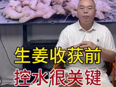 生姜收获前，控水很美键 ()
