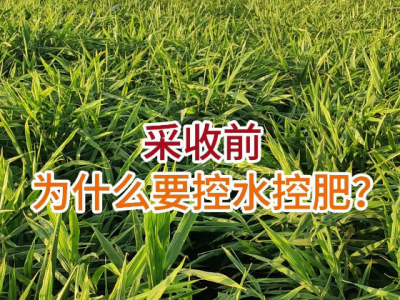 生姜采收前物什么要控水控肥？ ()