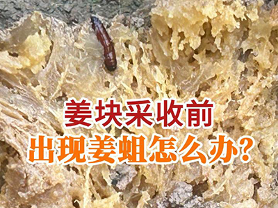 姜块采收前出现姜蛆怎么办？ ()