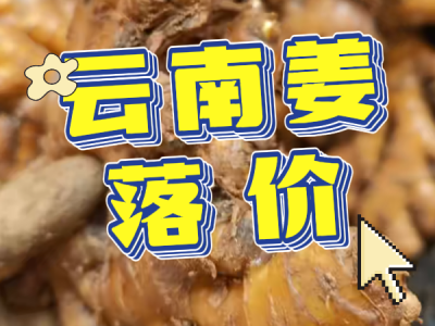 9月24日 生姜价格行情（云南姜落价） ()