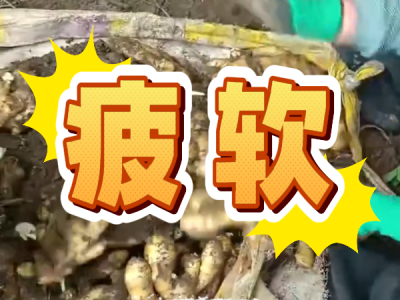 9月25日 安丘黑埠子（疲软） ()