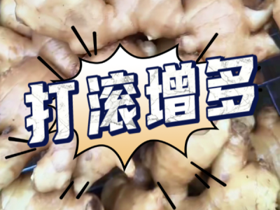 9月25日 生姜价格行情（打滚增多） ()