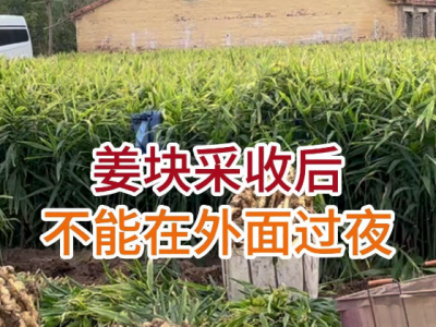 姜块采收后不能在外面过夜 ()