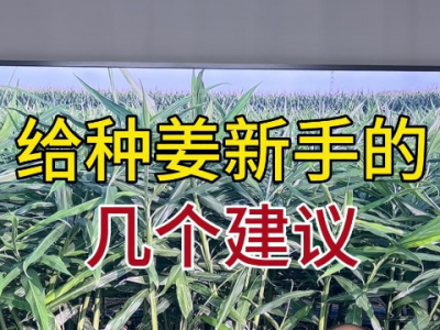 给种姜新手的几个建议 ()