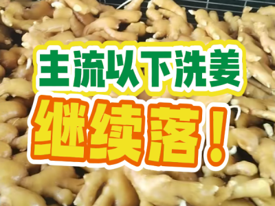 9月26日 生姜价格行情（主流以下洗姜继续落） ()