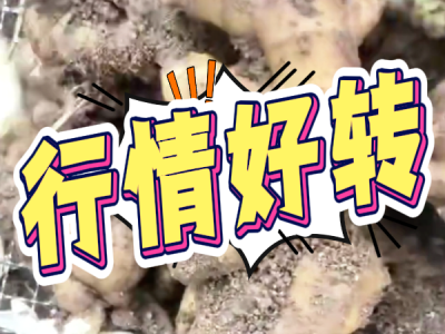 9月26日 安丘黑埠子（行情好转） ()