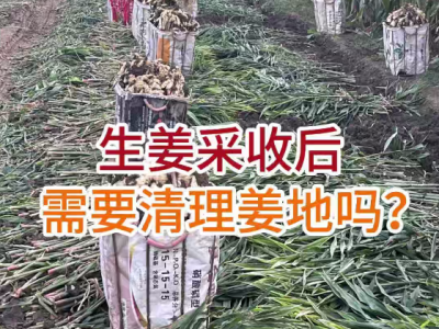 生姜采收后需要清理姜地吗？ ()