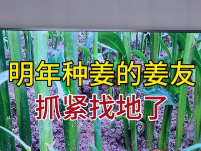 明年种姜的姜友抓紧找地了 ()