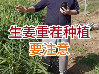 生姜重茬种植要注意 ()