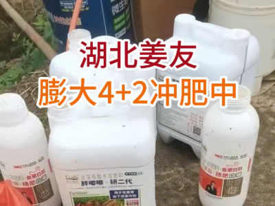 湖北姜友膨大4+2冲肥中 ()