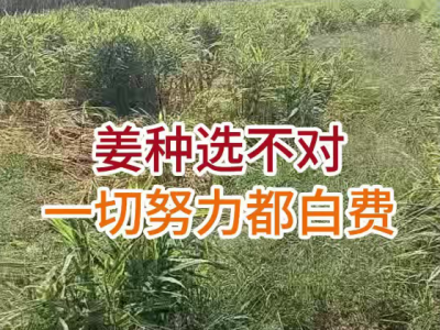 姜种选不对一切努力都白费 ()
