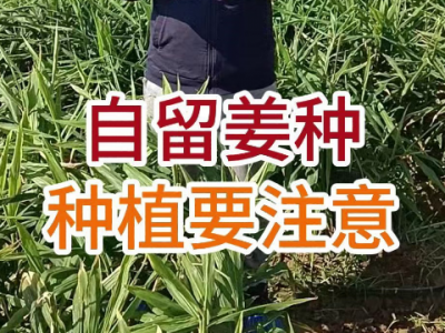自留姜种种植要注意 ()