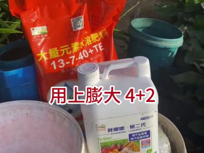 山东谢老师生“姜膨大4+2”施肥中 ()