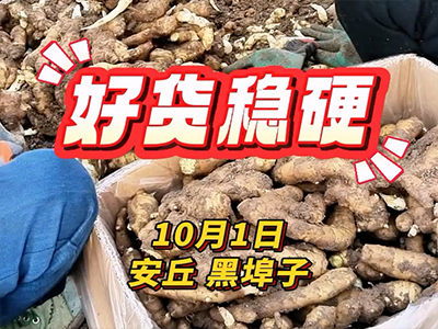 10月1日安丘生姜价格行情 ()