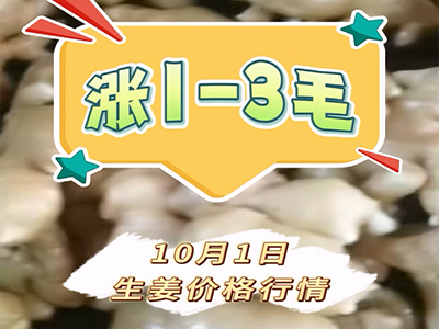 10月1日生姜价格行情（上涨1-3毛） ()