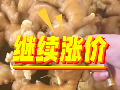 10月2日 生姜价格行情（继续涨价） ()