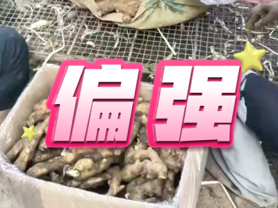 10月2日 安丘黑埠子（偏强） ()