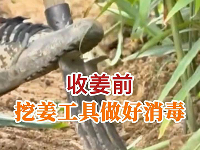 收姜前 挖姜工具做好消毒 ()