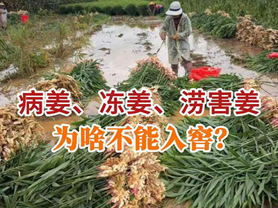 病姜、冻姜、涝害姜为啥不能入窖？ ()