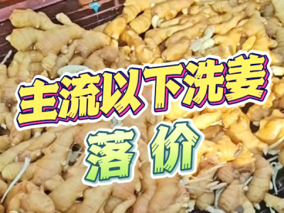 10月4日 生姜价格行情（主流以下洗姜落价） ()