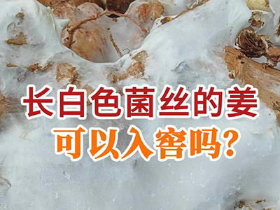 长白色菌丝的姜可以入窖吗？ ()