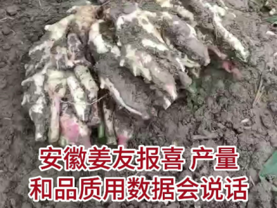 金杯银杯不如咱姜友的口碑 ()