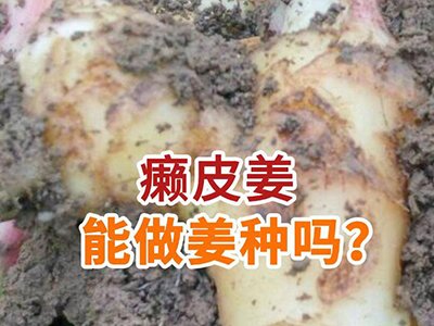 癞皮姜能做姜种使用吗？ ()