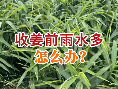 收姜前雨水多怎么办？ ()