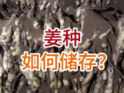 姜种如何储存？ ()