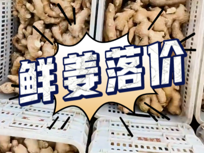 10月10日 生姜价格行情（鲜姜落价） ()