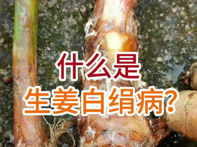 什么是生姜白绢病？ ()