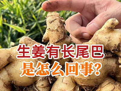 生姜有长尾巴是怎么回事？ ()