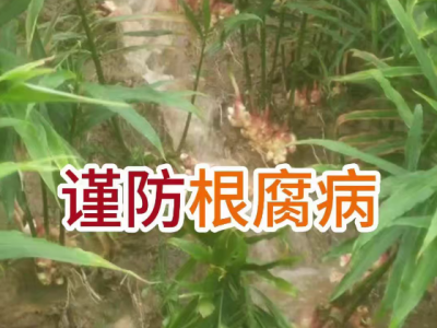 谨防根腐病 ()