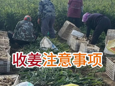 收姜注意事项 ()