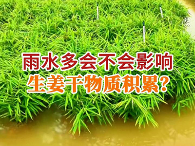 雨水多会不会影响生姜干物质积累？ ()