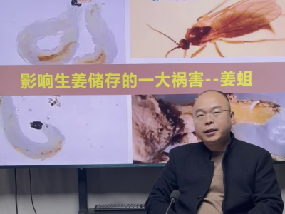 影响生姜储存的一大祸害--姜蛆 ()